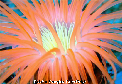 taken at Gato Island using a finepix f40fd p&s camera by John Douglas Torrefiel Jr. 